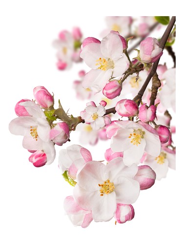 Japanese Garden CVS Essence of Beauty CVS Essence of Beauty